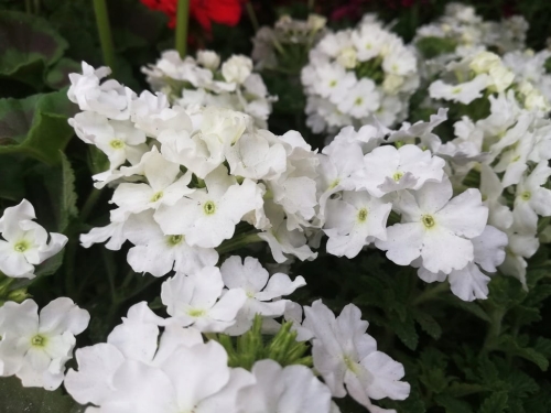 WERBENA Drums White p9