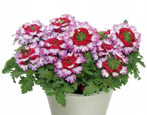 WERBENA Drums Purple Red p9