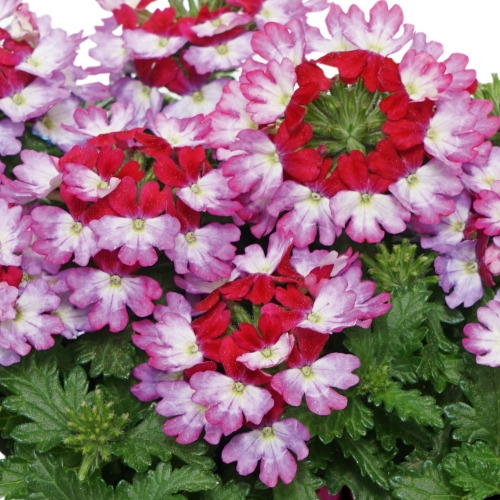 WERBENA Drums Purple Red p9