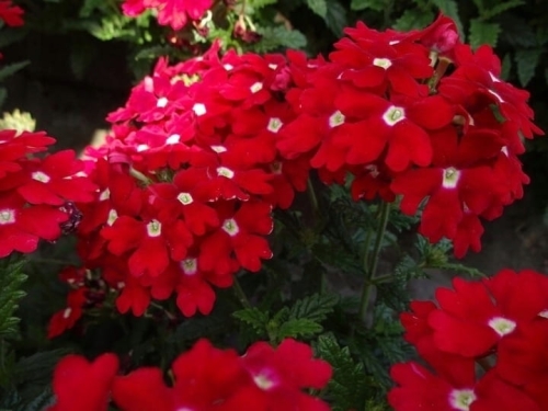 Werbena Drums Red SADZONKA P9