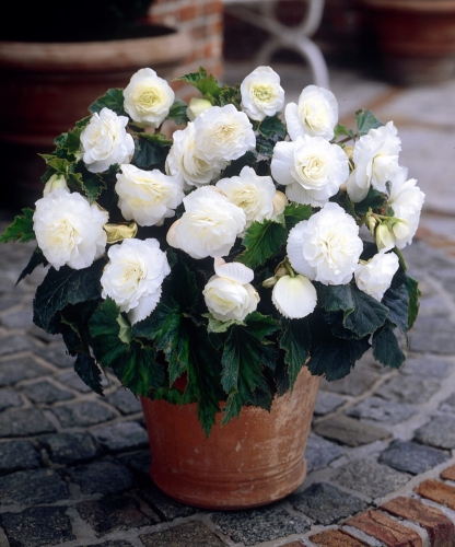 BEGONIA BULWIASTA WHITE p9