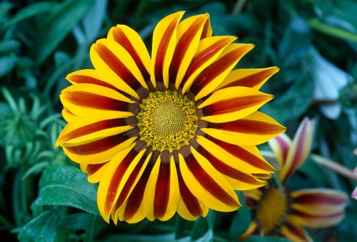 Gazania Big Kiss YELLOW FLAME p9