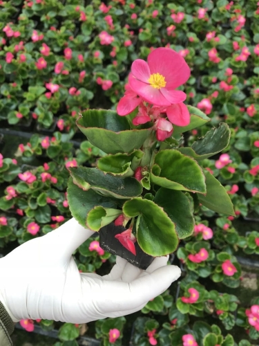 BEGONIA STALE KWITNĄCA RÓŻOWA