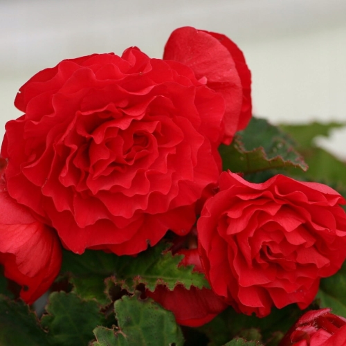 BEGONIA BULWIASTA Dark Red p9