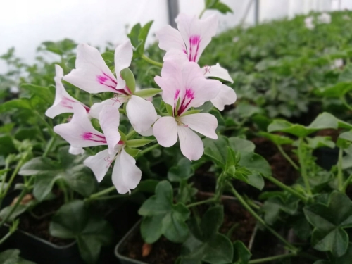 Pelargonia bluszczolistna - zwisająca GLACIER WHITE p7