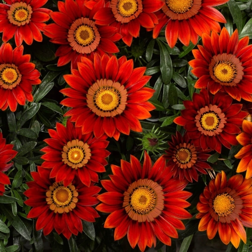 Gazania Big Kiss Red p9