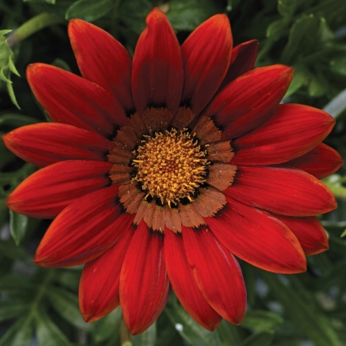 Gazania Big Kiss Red p9