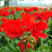 Pelargonia Rabatowa CZERWONA Fernando c12