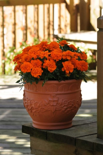 AKSAMITKA - STUDENTKA  ORANGE DEEP