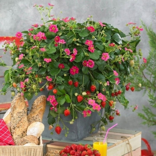 Truskawka ozdobna Fragoo® Hot Pink 'Frisan p9