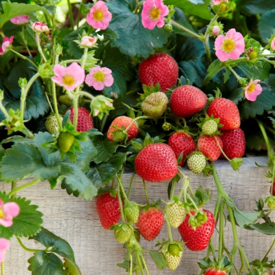 Truskawka ozdobna Fragoo® Hot Pink 'Frisan p9