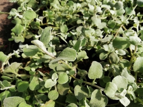 Kocanka helichrysum p9