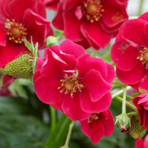 Truskawka ozdobna Fragoo Summer breeze Rose P9