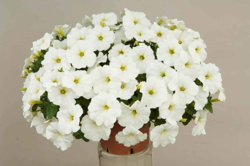 SURFINIA PETUNIA white ray p9