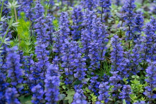 Dąbrówka rozłogowa Duża sadzonka ładna