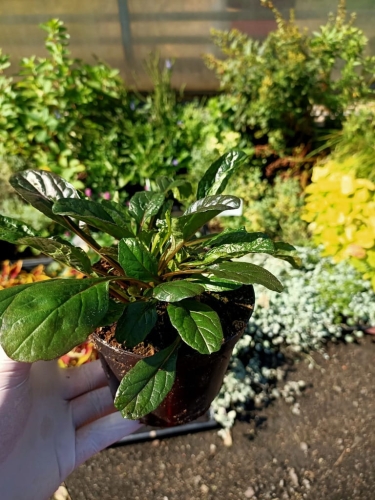 Dąbrówka rozłogowa Duża sadzonka ładna