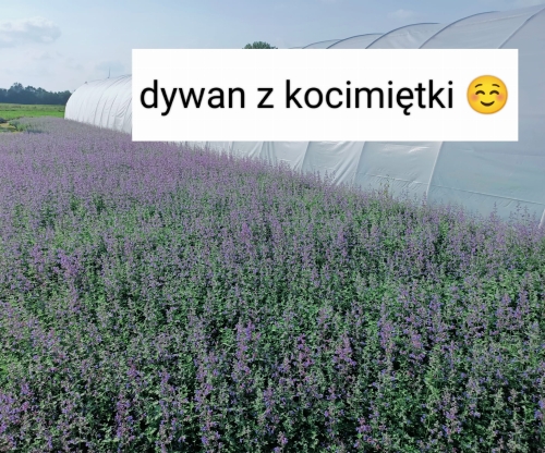Kocimiętka Nepeta p9