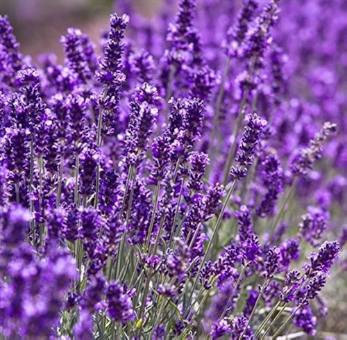 Lawenda wąskolistna 'Hidcote Blue' p9