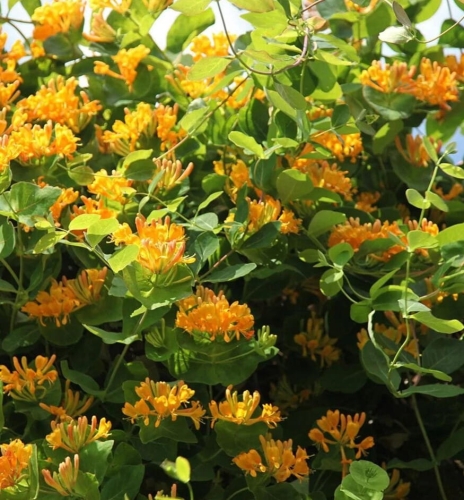 wiciokrzew Tellmanna sadzonka w doniczce p9