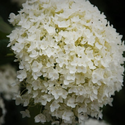 Hortensja BUKIETOWA ANABELLE p9 Duże Kwiaty