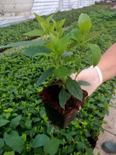 Hortensja Bukietowa Lime light P9M PROMOCJA