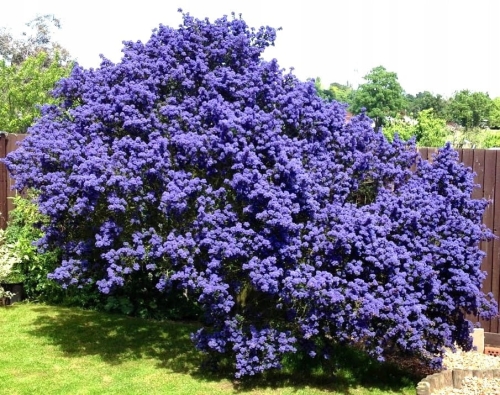 PRUSZNIK VICTORIA p9