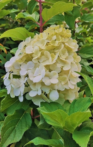 Hortensja Bukietowa POLAR BEAR P9