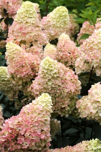 HORTENSJA BUKIETOWA SUNDAE FRAISE p9