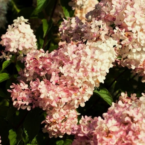 HORTENSJA BUKIETOWA SUNDAE FRAISE p9