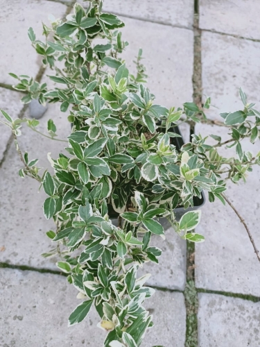 Trzmielina Emerald Gaiety p9