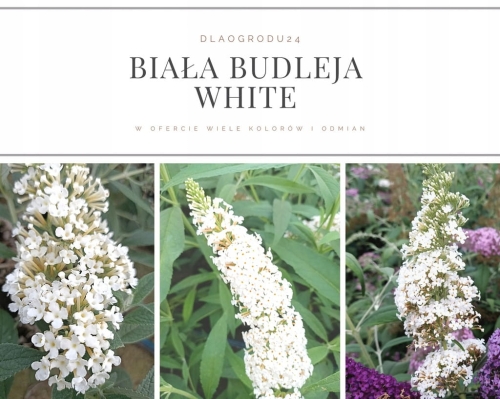 Budleja Dawida Biała  P9