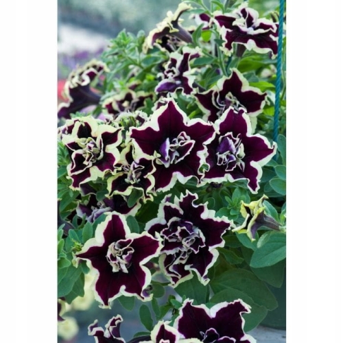 SURFINIA PETUNIA Tumbelina Superstar pełna p9