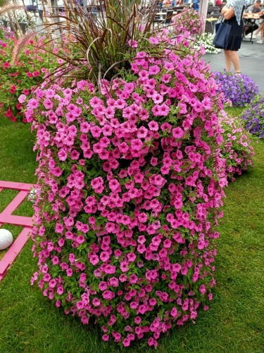Supertunia MINI VISTA Hot Pink p9