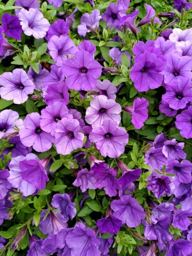 Supertunia MINI VISTA Blue Violet "6 sadzonek"