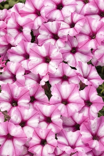 Supertunia MINI VISTA PINK STAR p9
