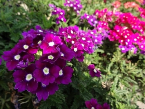 WERBENA Drums Purple p9