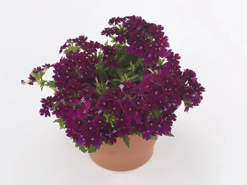 WERBENA Drums Purple p9