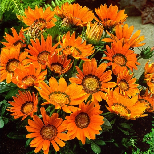 Gazania Zany Orange p9