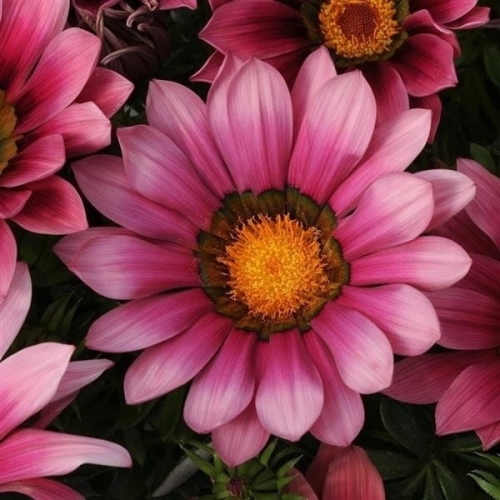Gazania Zany F1 PINK p9