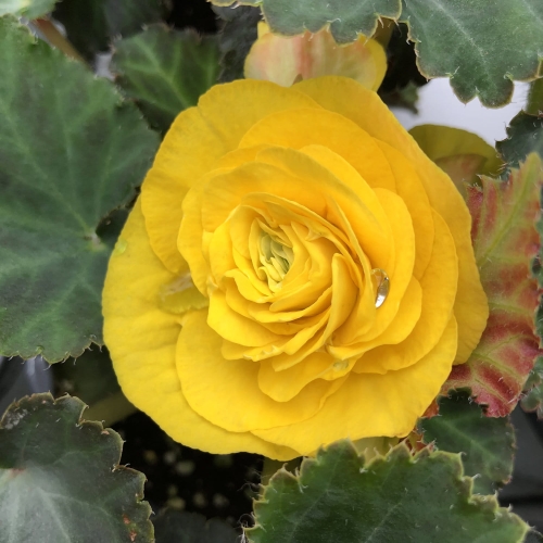 BEGONIA BULWIASTA Yellow p9