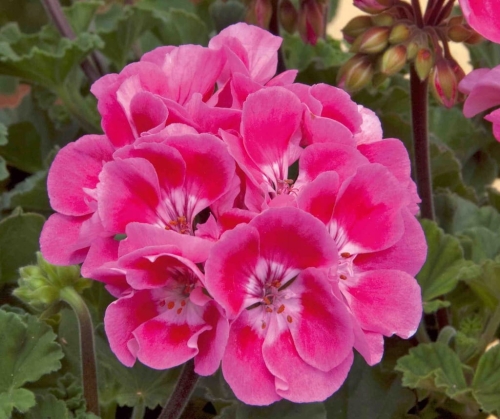 Pelargonia Rabatowa RÓŻ VINETA C12