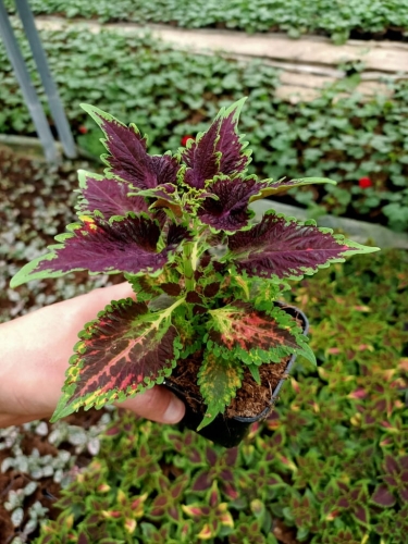 KOLEUS, COLEUS bordowy z zieloną obwódką p9