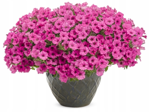 Supertunia MINI VISTA Hot Pink P7