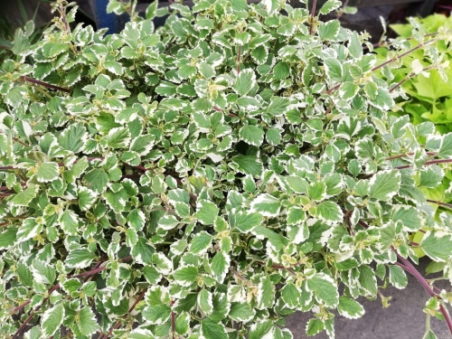 KOMARZYCA, PLEKTRANTUS, PAKIET 10 SZTUK p9