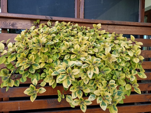 Komarzyca – Plectranthus Nico Yellow p9