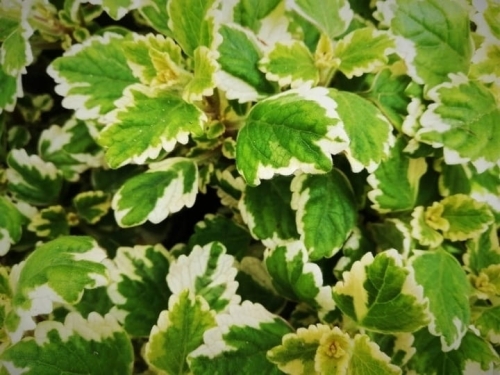 Komarzyca – Plectranthus p9