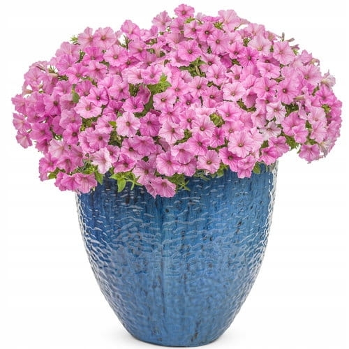 Supertunia Vista Bubblegum P7 - zestaw 10 sztuk