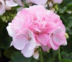 Pelargonia Rabatowa Holly c12