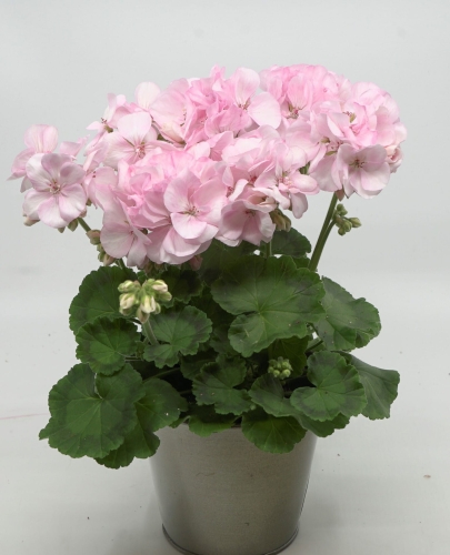 Pelargonia Rabatowa Holly c12