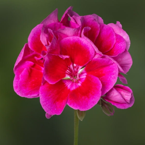 Pelargonia Rabatowa Smokey eye purple c12